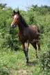 Young horse standing between some bushes