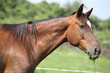 Portrait of horse eating