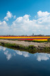 Tulips and clouds