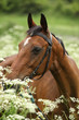 Beautiful brown mare with bridle
