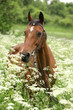 Beautiful mare with bridle