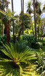 Photo: Summer park Summer park