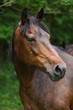 Portrait of brown mare
