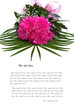Pink dahlia on white background