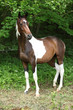Skewbald mare in front of green background