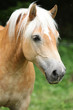 Gorgeous haflinger in front of dark background