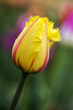 Foto: Einzelne Tulpe im Garten, Nahaufnahme mit geringer DOF Einzelne Tulpe im Garten, Nahaufnahme mit geringer DOF