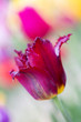 Foto: Einzelne Tulpe im Garten, Nahaufnahme mit geringer DOF Einzelne Tulpe im Garten, Nahaufnahme mit geringer DOF
