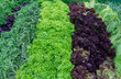 Fresh greens and lettuce on the counter market.