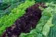 Fresh greens and lettuce on the counter market.