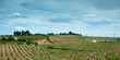 Foto: Vineyards Vineyards