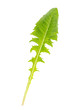 Foto: Löwenzahn (Taraxacum officinale) Einzelnes Blatt Löwenzahn (Taraxacum officinale) Einzelnes Blatt