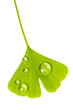 Einzelnes Ginkoblatt mit Wassertropfen