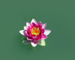 lotus