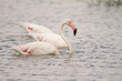 Group of Flamingos