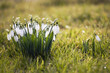 Beautiful white snowdrops in early Spring