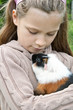 Photo: guinea pig guinea pig