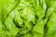 fresh lettuce