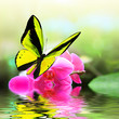 Butterfly 8