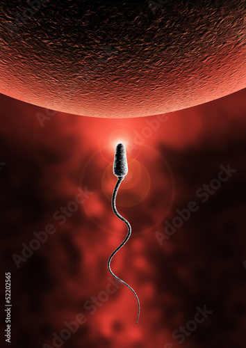 Illustration: sperm and egg cell - Natural insemination - sperm and egg cell - Natural insemination -