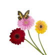 Photo: Blumen mit Schmetterling Blumen mit Schmetterling