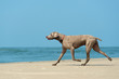 Hound dog runs happily on the seashore
