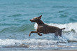 Hound dog runs happily on the seashore