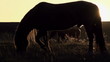 Horses  in the Sunlight. Slow Motion at a rate of 240 fps