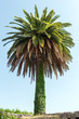 Palm tree