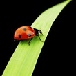Foto: ladybug isolated on black ladybug isolated on black