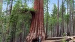 Video: A Tourist at the Giant sequoia tree in Mariposa Grove A Tourist at the Giant sequoia tree in Mariposa Grove