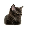 Cute black kitten