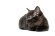 Cute black kitten