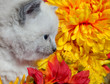 Cute kitten and flowers