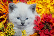 Cute kitten and flowers
