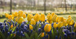 Photo: Yellow tulips and blue grape hyacinths in spring Yellow tulips and blue grape hyacinths in spring