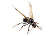 Black Winged garden ant species niger lasius