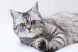 Scottish strite young cat