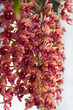 Beautiful orange orchids