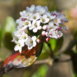 Spring flowers - White Viburnum snowball