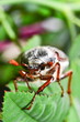 cockchafer