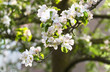 Appleblossom on appletree in spring