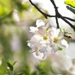 Foto: Appleblossom in spring Appleblossom in spring