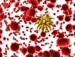 yellow bacteria and red cells