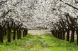Cherry blossoms, Caderechas valley (Spain)