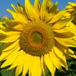 Sunflower field