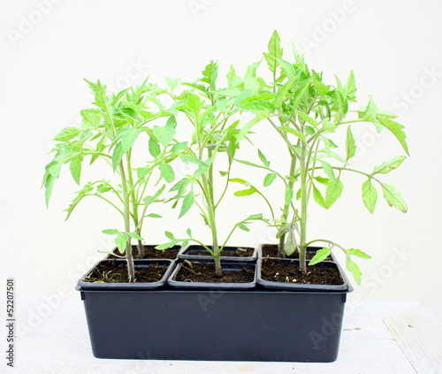 Photo: plants de tomates en barquette plants de tomates en barquette
