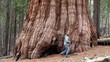 Video: A Tourist at the Giant sequoia tree in Mariposa Grove A Tourist at the Giant sequoia tree in Mariposa Grove