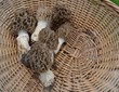 morilles