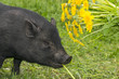 cute little black vietnamese pig eating dandelions